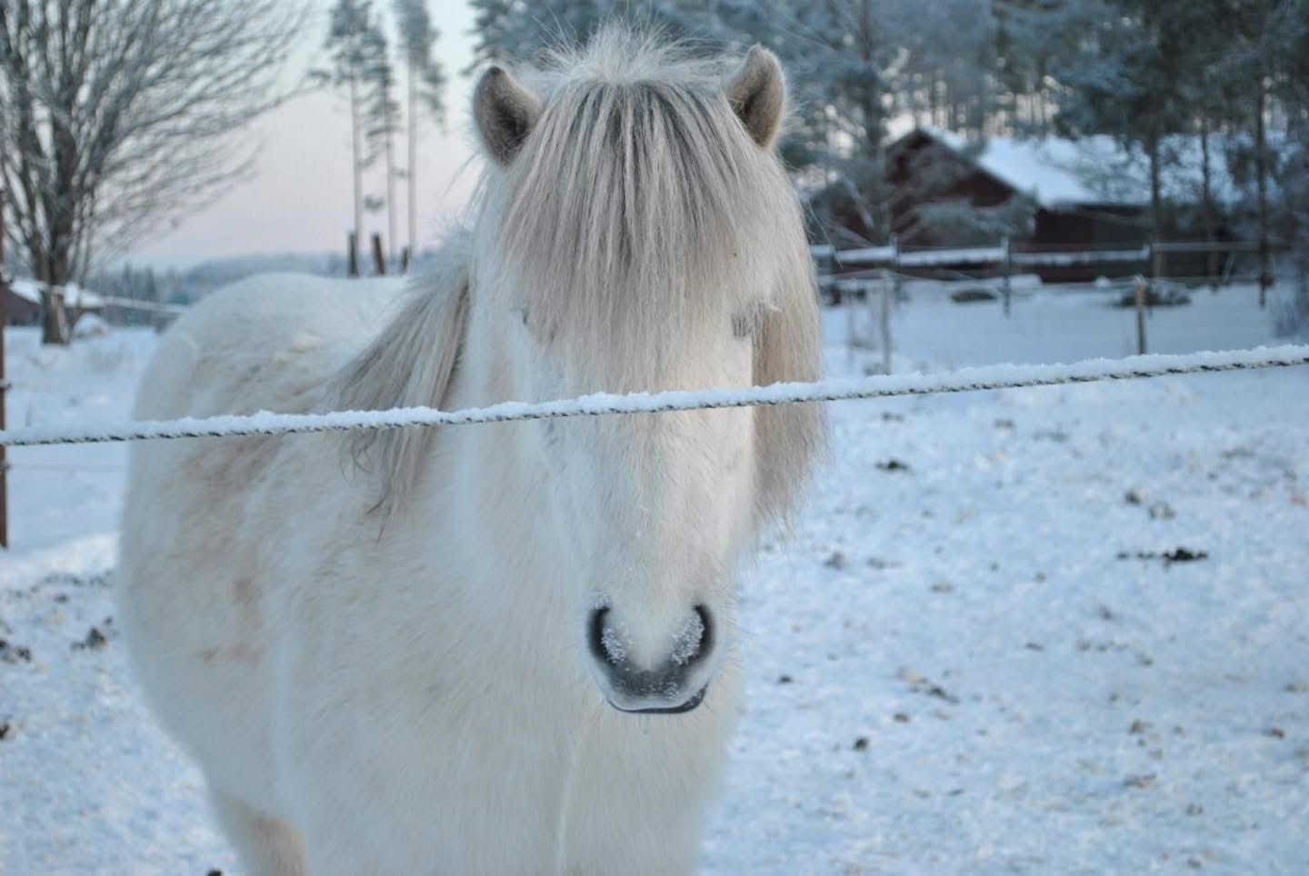 Valkoinen islanninhevonen lumisessa pihassa